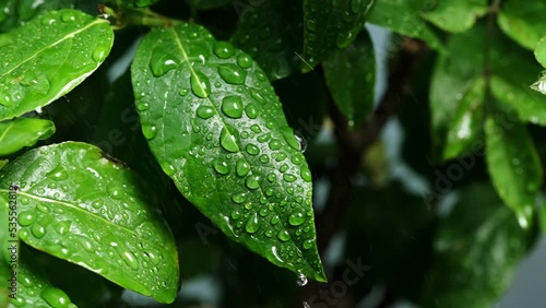 green leaf in the rain