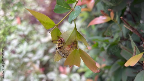 Trabala Pallida caterpillar eating holes in leaf. of in garden photo