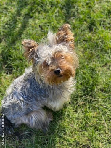 Yorkshire terrier sitting on the grass