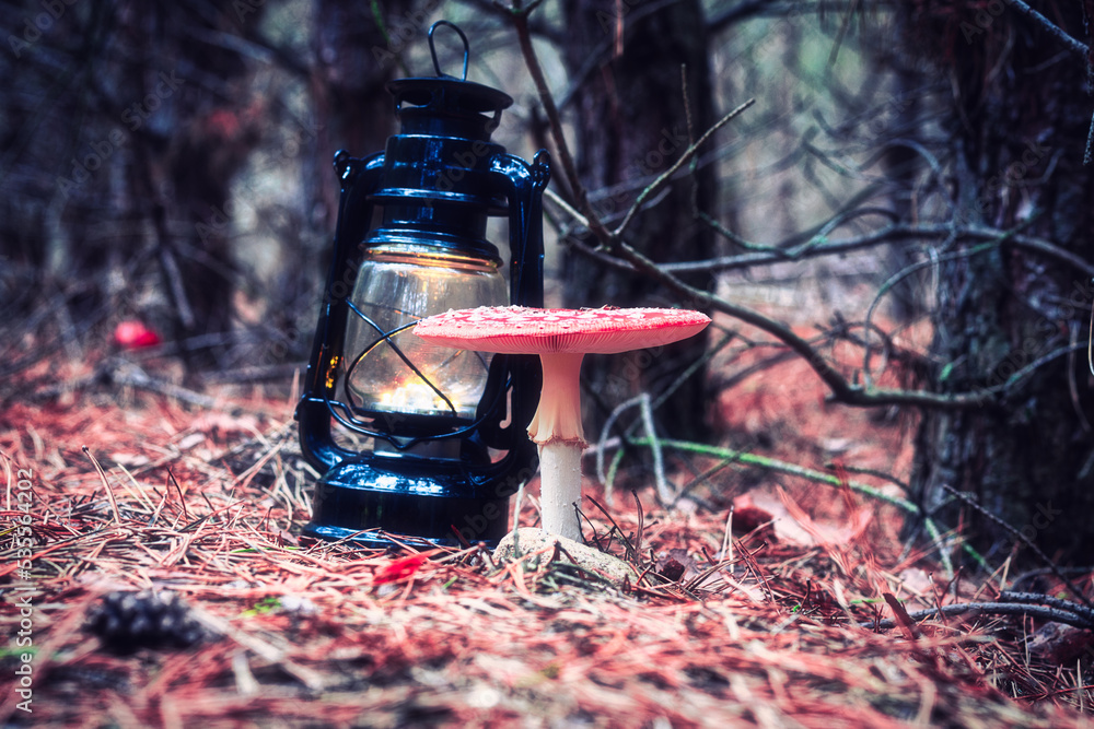 Waldpilz - Laterne - Fliegenpilz (Amanita muscaria) - Colorkey - High quality photo - Mushroom in the Forest - Photo Wallpaper	
