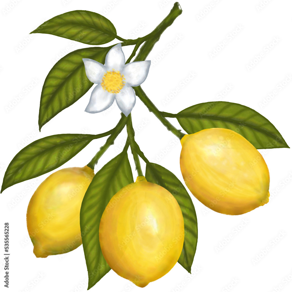 lemon tree branch with flowers mediterranean style watercolor