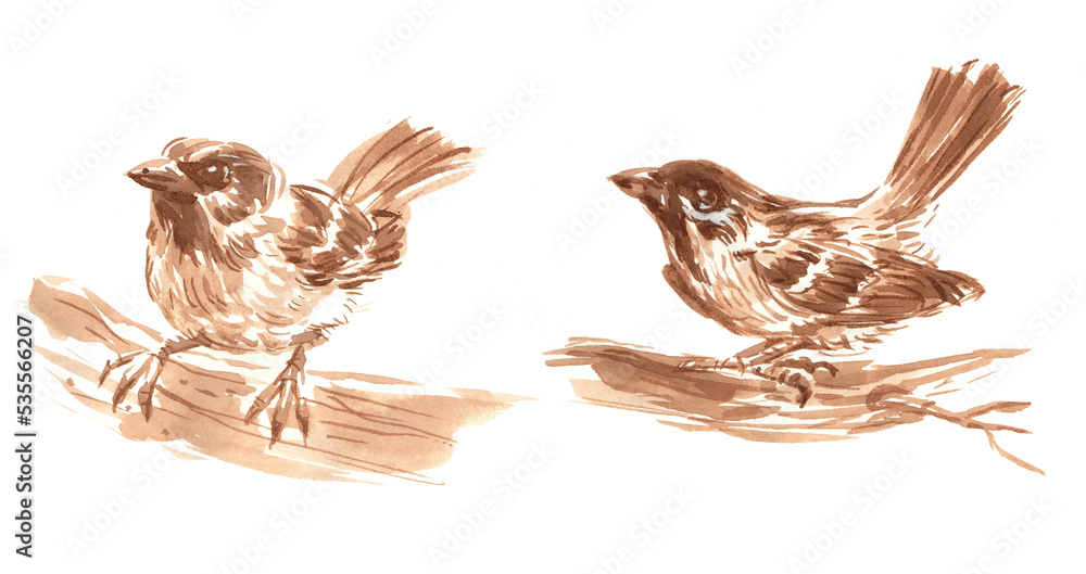 Obraz premium two birds on a white background coffee painted for card decoration background