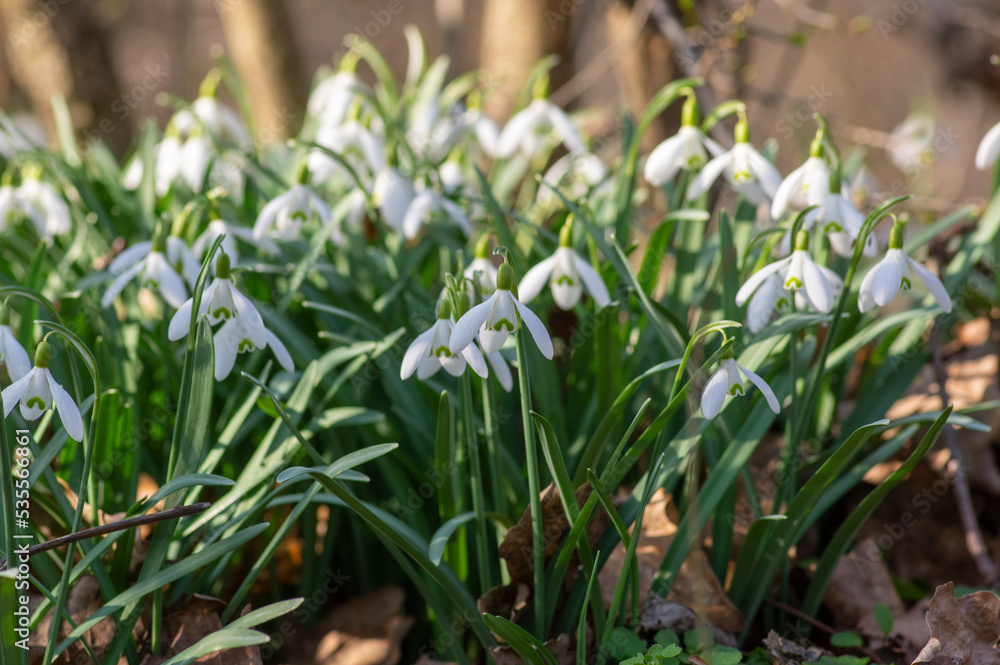 Fototapeta premium Galanthus nivalis flowering plants, bright white common snowdrop in bloom