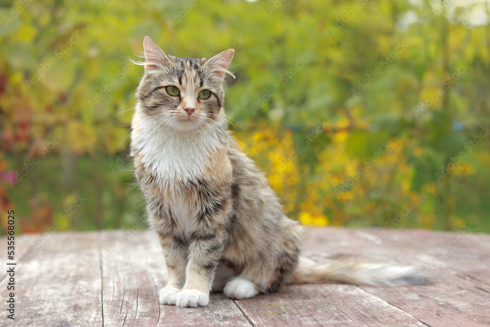 Cute Kitten is sitting on a wooden table. Beautiful Kat on the street close-up. Cat sits on the background of autumn nature. the Kitten is looking at the camera. Pet. Animal background. Autumn nature Cute Kitten is sitting on a wooden table. Beautiful Kat on the street close-up. Cat sits on the background of autumn nature. the Kitten is looking at the camera. Pet. Animal background. Autumn nature