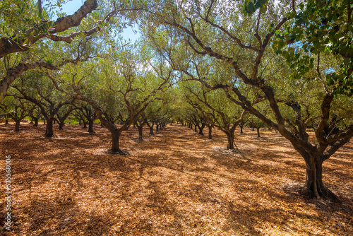 Beautiful ancient olive trees on the island Zakynthos  Greece. 