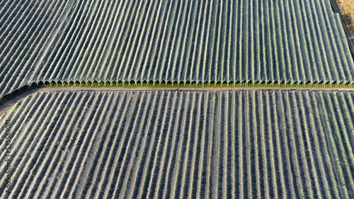 Culture de pommiers traversée par un chemin. Vue aérienne de profil grâce au drone