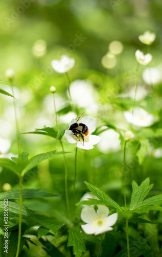 A bumblebee collects nectar and pollen from anemones.