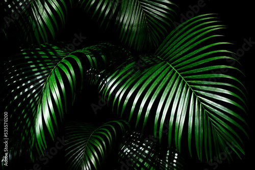 Isolated Palm tree leaves on black background. Tropical photo