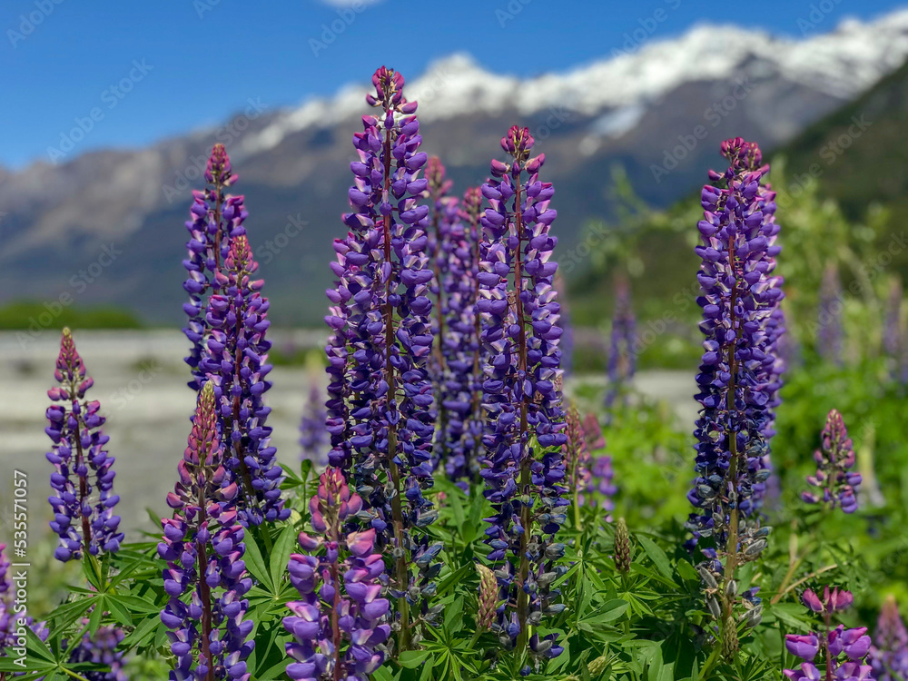 Obraz premium Lupins at Lake Wakatipun in Glenorchy / Queenstown, New Zealand