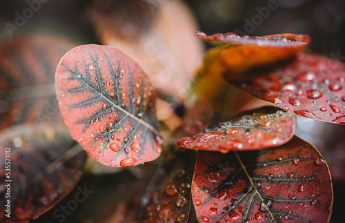 Colourful orange leaves on a smokebush plant on an autumn day. photo