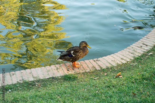 Pato mirando al infinito en el lago del parque del retiro de Madrid photo
