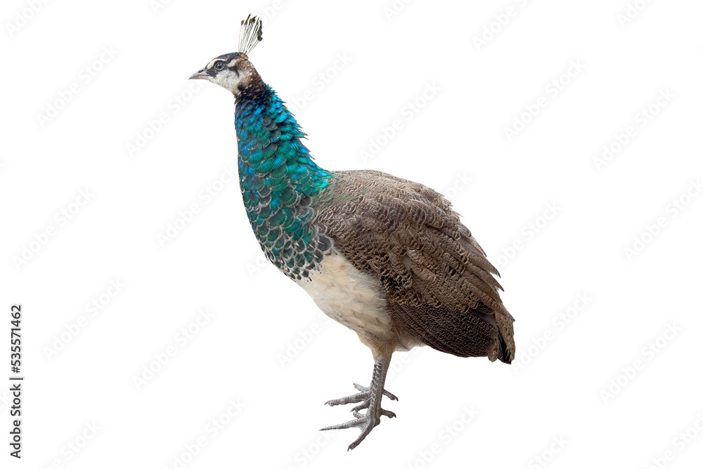 Naklejka premium Tiny peacock isolated on white background. Small peacock isolated.