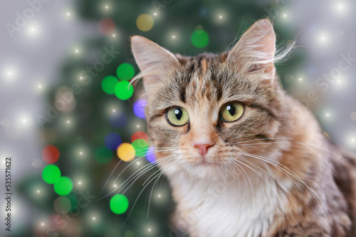 Cute Cat near the New Year tree with decoration. Cat sits on the background of Christmas lights. Kitten is looking at the camera. Merry Christmas. Pets. Shiny stars. Kitten with Green Eyes close-up. 