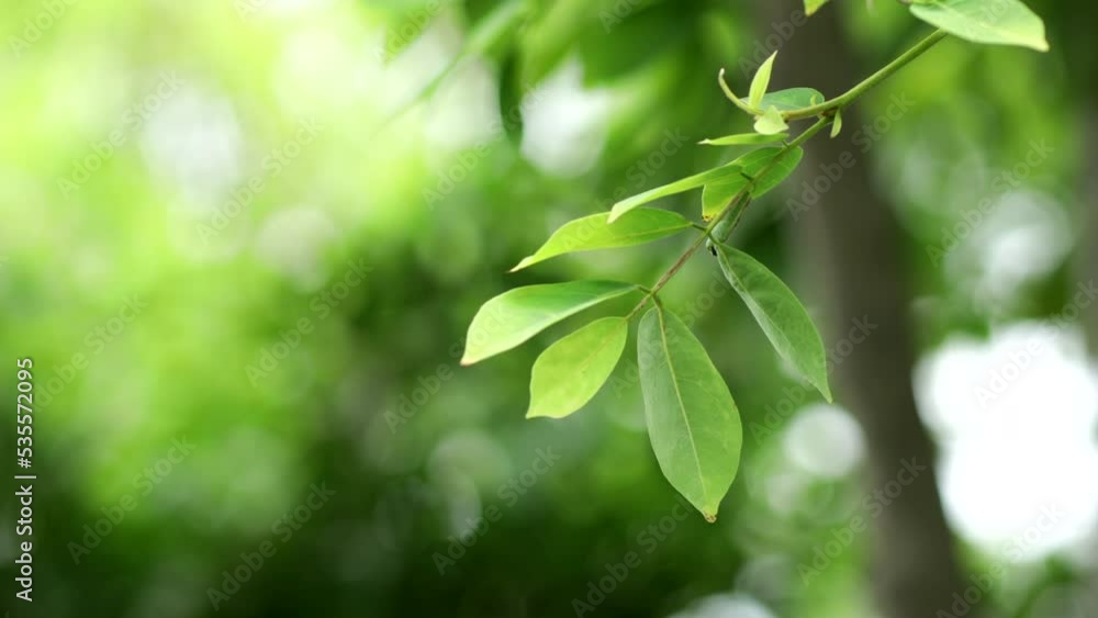 The spring trees full of the fresh green leaves on them The spring trees full of the fresh green leaves on them