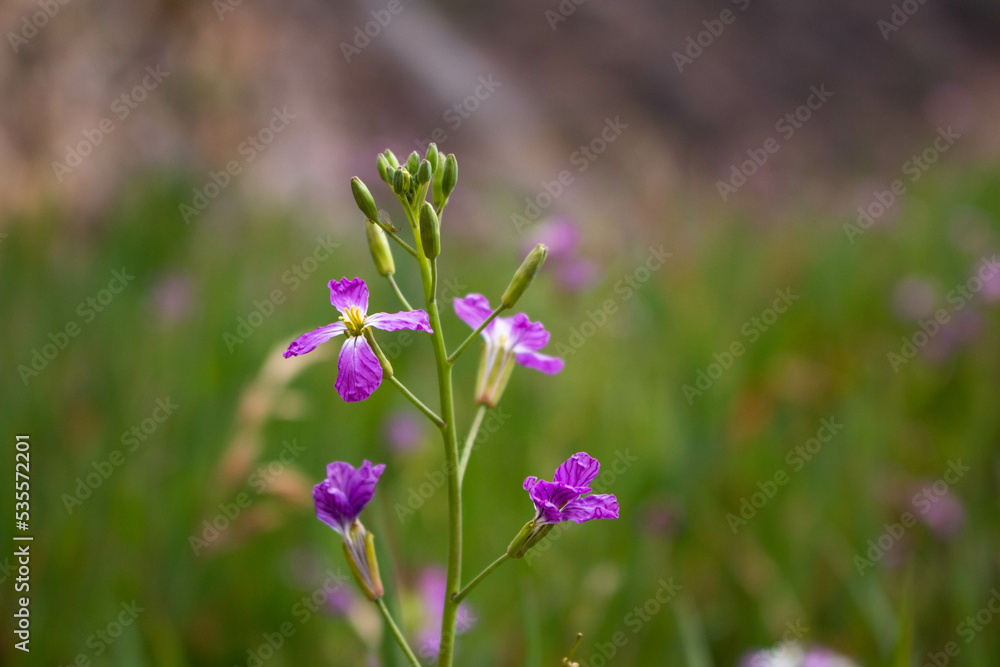 Close-up of small violet wildflower in Ollantaytambo, Peru.
Close-up of small violet wildflower in Ollantaytambo, Peru.