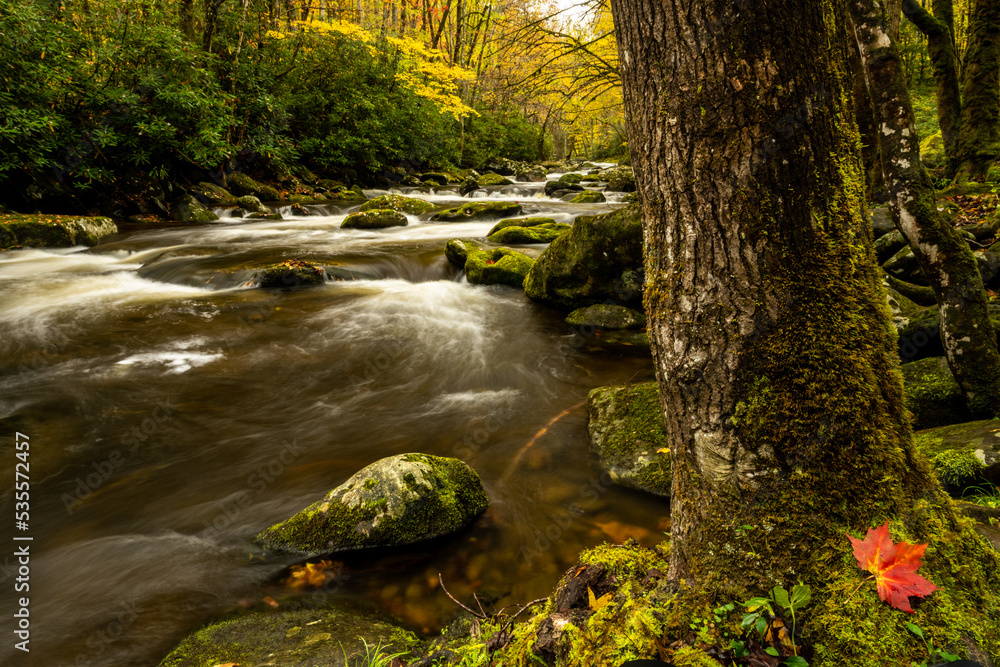 Fototapeta premium Red Leaf Sits At The Base of Tree Along The Middle Prong Of LIttle River
