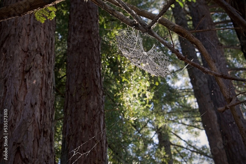 spider web in trees, horizontal 
