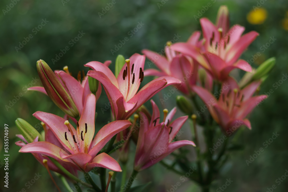 Bouquet of large Asiatic Lilies. Lilium belonging to the Liliaceae. Blooming pink tender Lily flower. Pink Purple Stargazer Lily flowers background. Closeup of stargazer lilies and green foliage. 