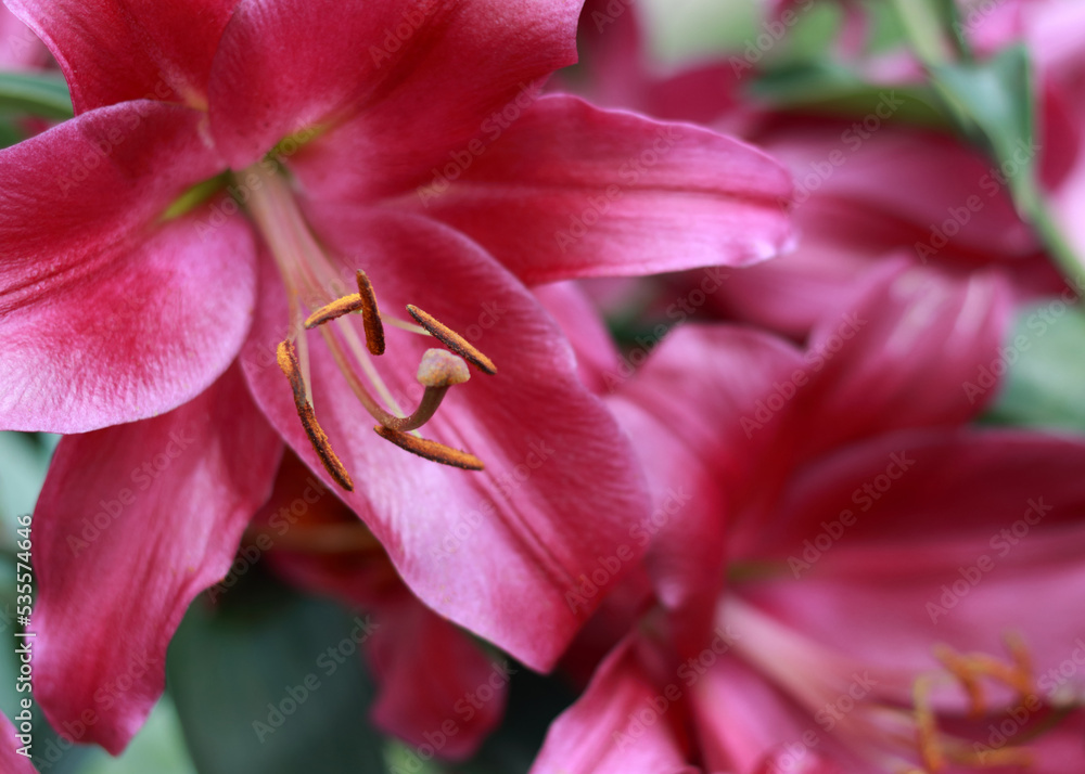 Pink Oriental Stargazer Lily flower with drops of dewdrops of dew in garden. Full blooming of Pink Asiatic lily flower. Lilium hybridum flowers background. Beautiful Oriental Hybrid Lily close up