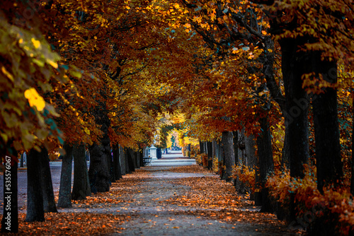 Fototapeta Naklejka Na Ścianę i Meble -  autumn alley .tree alley in the park in autumn time

