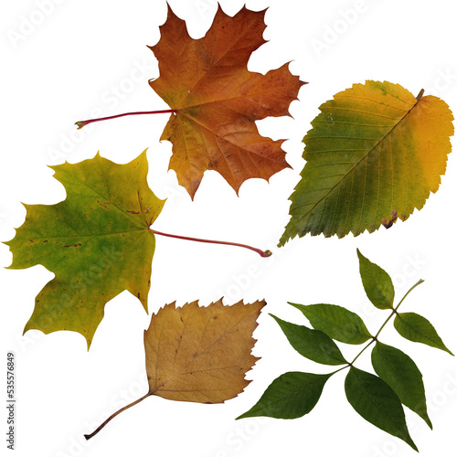 Different autumn leaves