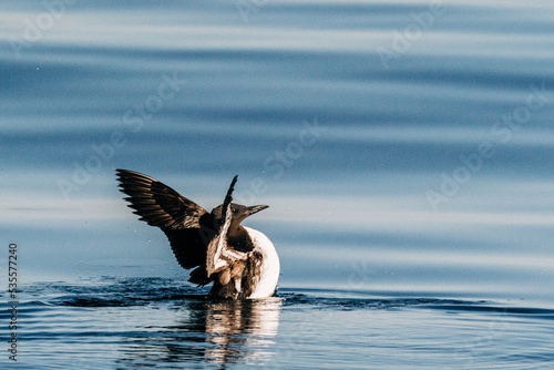 A common murre stretching in the Strait of Juan de Fuca photo