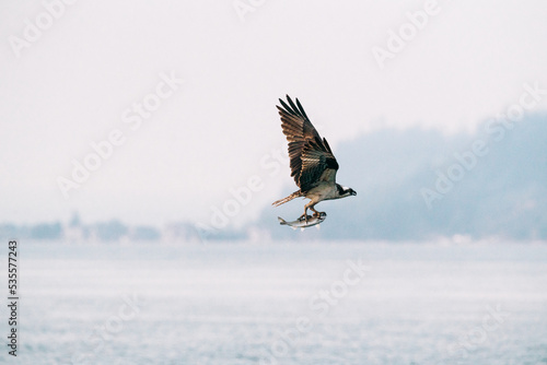 Side view of an osprey carrying a salmon over Puget Sound