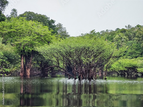 Beautiful view to Igapo Vegetation and reflections in amazon river photo