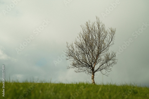 Leafless tree on grassy meadow