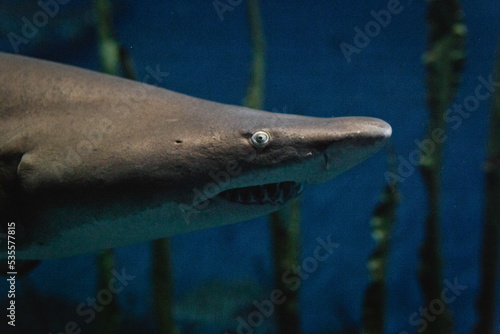 Close up image of shark face looking at camera 