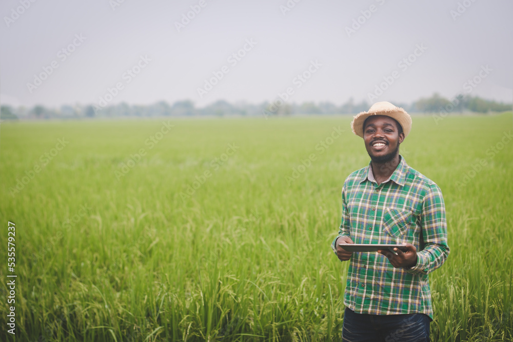 African farmer using tablet for research leaves of rice in organic farm field.Agriculture innovation and cultivation concept African farmer using tablet for research leaves of rice in organic farm field.Agriculture innovation and cultivation concept