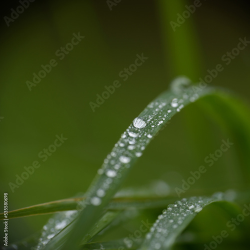 DEW - Delicate drops on green grass of the meadow