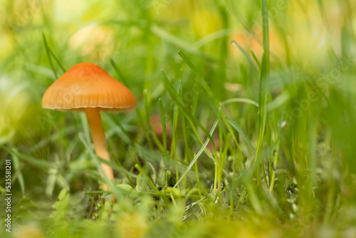 Small orange mushroom among green grass.