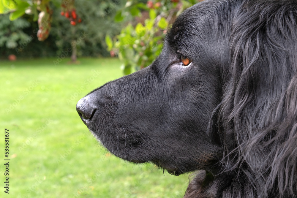 Portrait in profile of black purebred dog hovawart outdoors, looking at something into the distance.