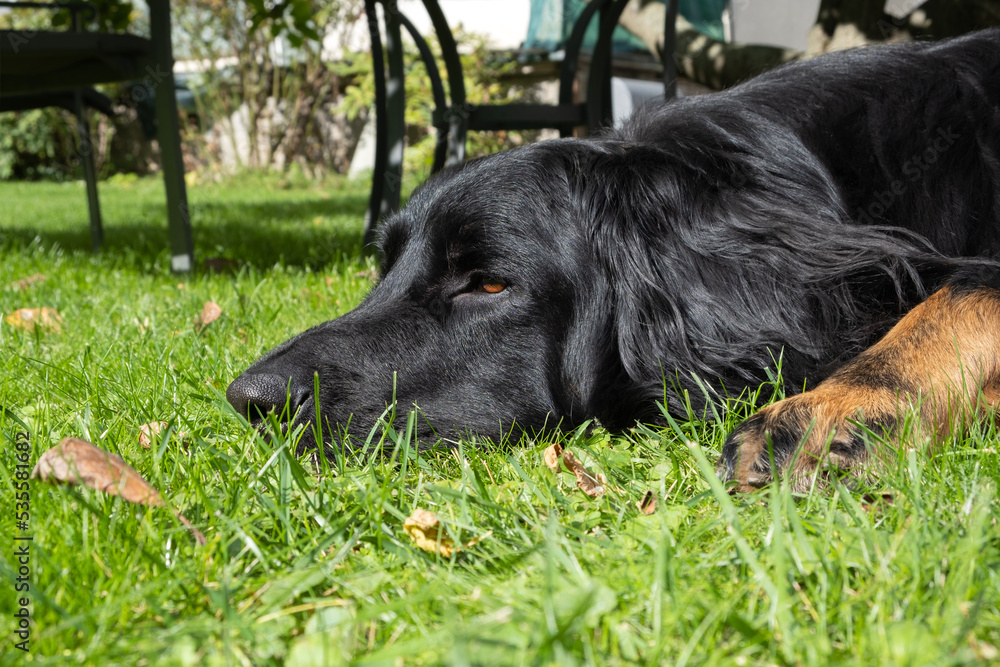 Side portrait of black dog lying on the grass outdoors, looking at something in the distance. Profile of purebred dog hovawart enjoying a sunny day in the backyard.