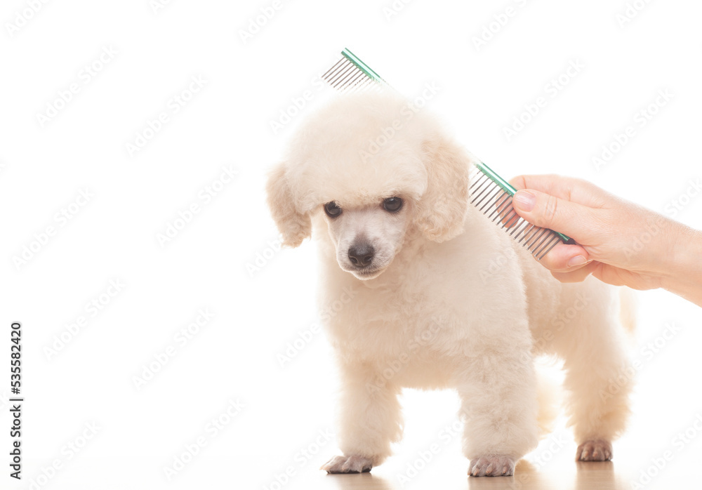 image of dog hairbrush hand white background 