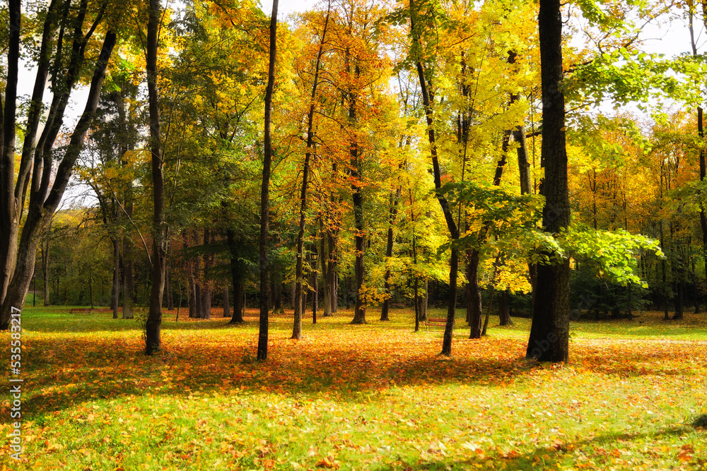 Beautiful and fairytale park with trees in many autumn colors on a sunny day Beautiful and fairytale park with trees in many autumn colors on a sunny day