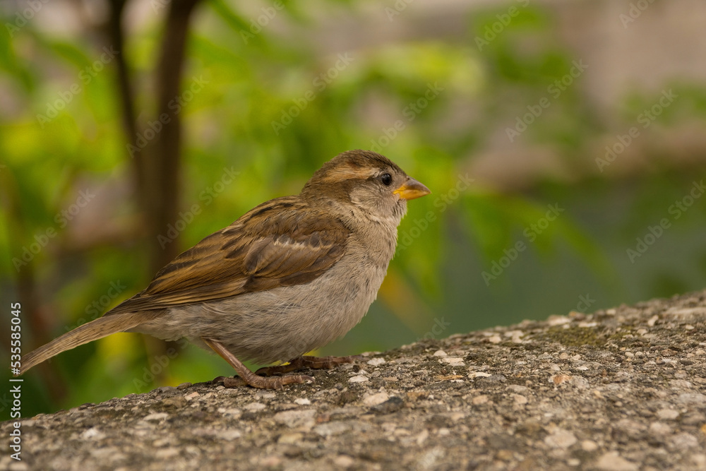 A house sparrow in the historic centre of Ljubljana, Slovenia
A house sparrow in the historic centre of Ljubljana, Slovenia