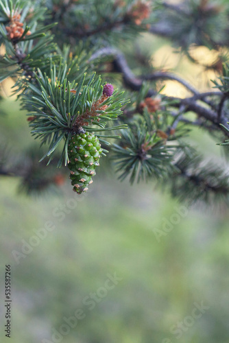 Fresh pine cone on a tree in a forest