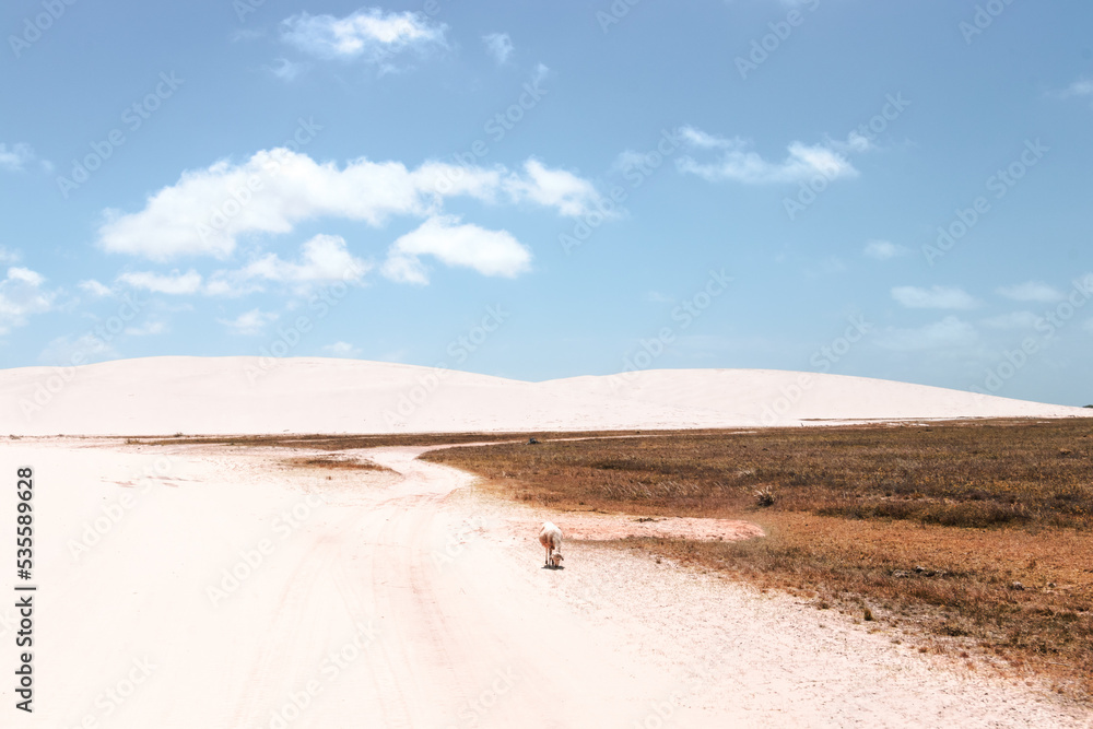 white sand / lençois maranhenses