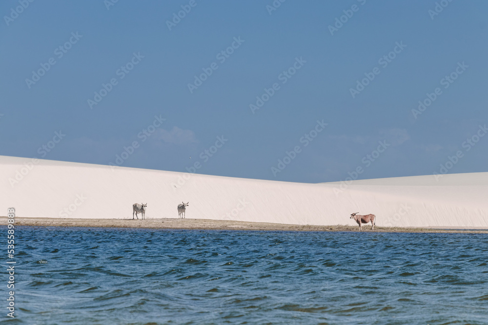 white sand / lençois maranhenses