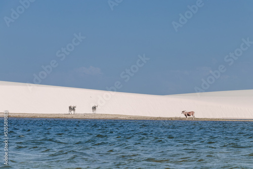 Obraz na płótnie white sand / lençois maranhenses w salonie