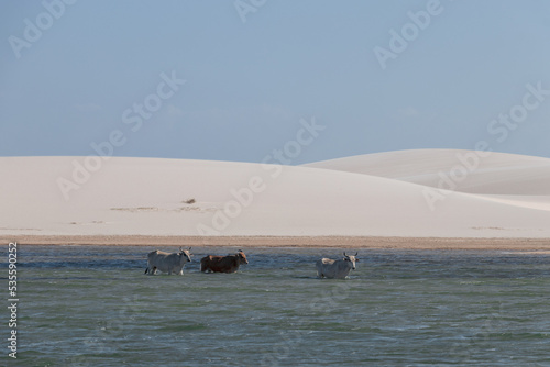 white sand / lençois maranhenses