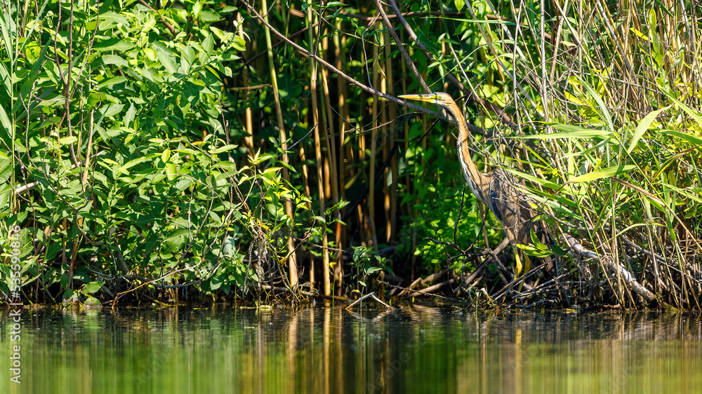 A purple heron in the wilderness of the Danube Delta in Romania A purple heron in the wilderness of the Danube Delta in Romania