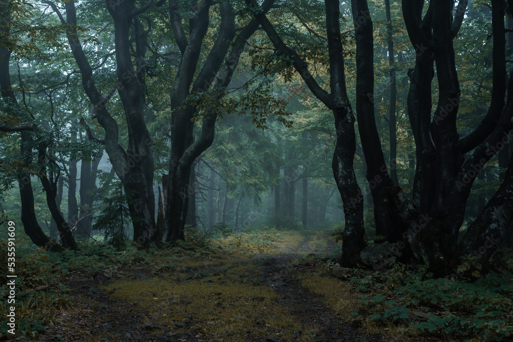 Naklejka premium Gloomy and dark forest road during a foggy morning with the best mystic atmosphere in the east of Bohemia.