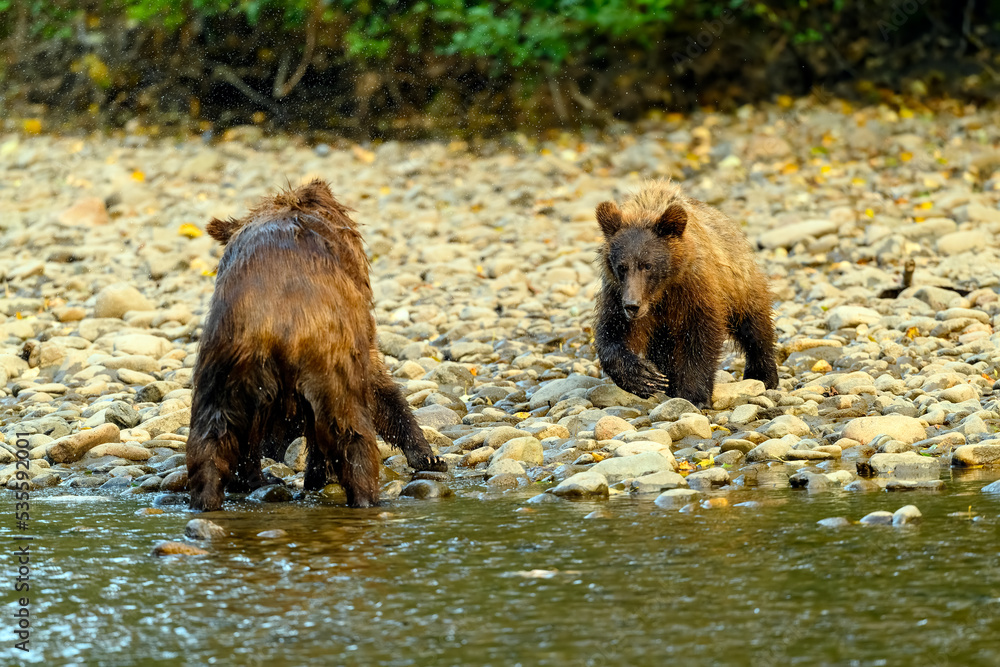 A female grizzly bear and her cute grizzly cub feed on salmon at the riverbank in Tweedsmuir South Provincial Park A female grizzly bear and her cute grizzly cub feed on salmon at the riverbank in Tweedsmuir South Provincial Park