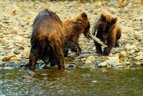 A female grizzly bear and her cute grizzly cub feed on salmon at the riverbank in Tweedsmuir South Provincial Park photo