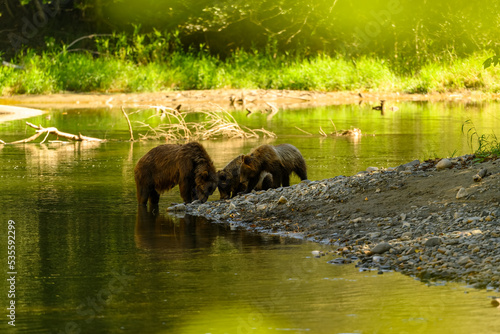A female grizzly bear and her cute grizzly cub feed on salmon at the riverbank in Tweedsmuir South Provincial Park photo
