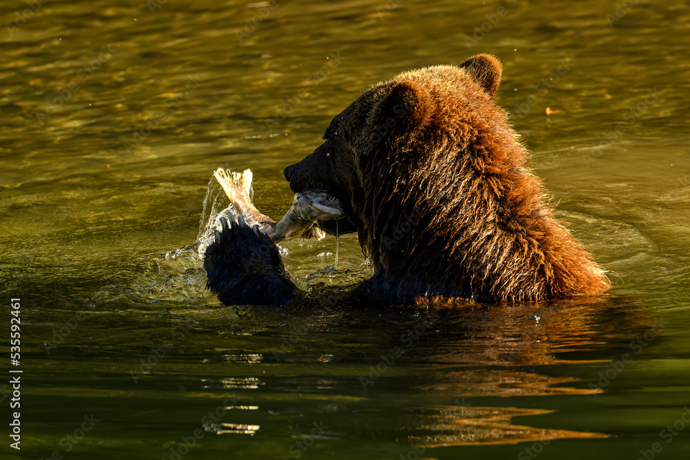 Fototapeta premium Grizzly Bear (Ursus arctos horribilis) salmon fishing in the Atnarko River in Tweedsmuir (South) Provincial Park