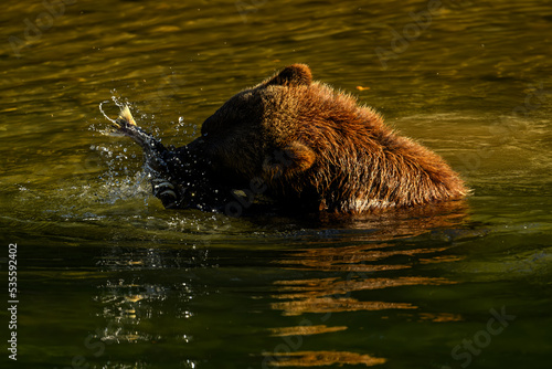 Grizzly Bear (Ursus arctos horribilis) salmon fishing in the Atnarko River in Tweedsmuir (South) Provincial Park © Ferenc